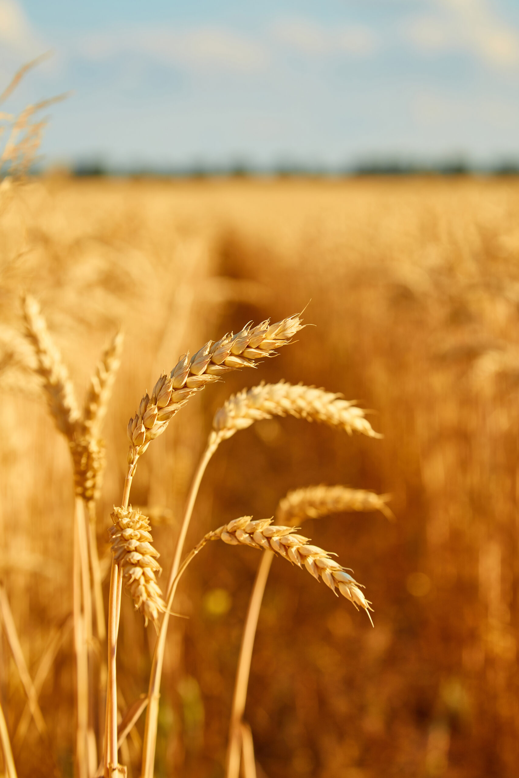 Zaib Agro Global Cereal