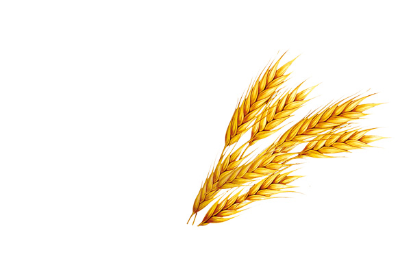 Zaib Agro Global Wheat